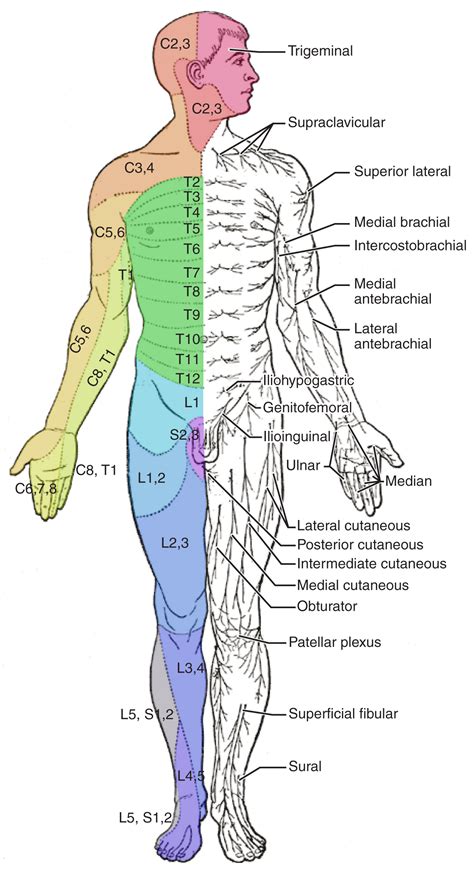 sensory level on anatomy